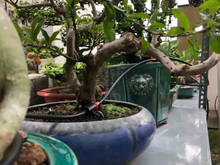 Lắp đặt hệ thống tưới nhỏ giọt cho vườn Bonsai nhà khách hàng tại Phú Nhuận, TP.HCM