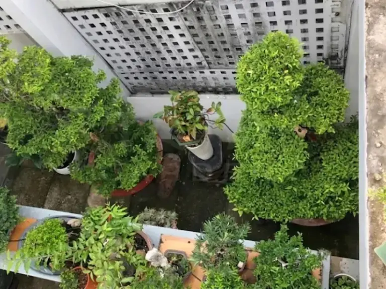 Lắp đặt hệ thống tưới nhỏ giọt cho vườn Bonsai nhà khách hàng tại Phú Nhuận, TP.HCM