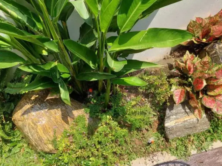Cải tạo lại hệ thống tưới cây tự động tại Hiệp Phước, huyện Nhà Bè, TP. Hồ Chí Minh