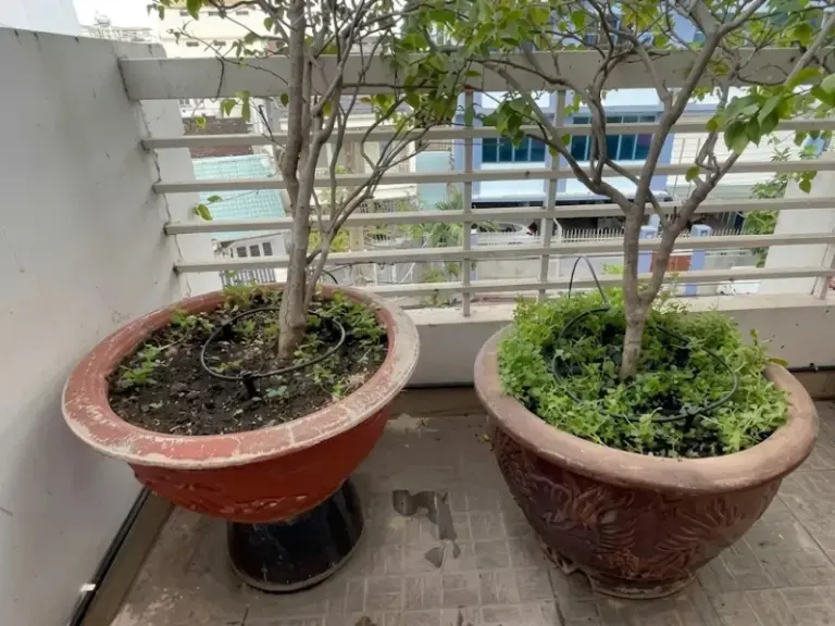 Thiết kế và thi công hệ thống tưới cây tự động cho khu vườn sân thượng lộ thiên tại TP. Thủ Đức