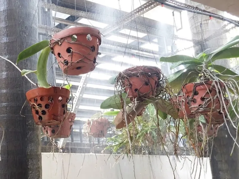 Lắp đặt hệ thống phun sương tưới lan tại Quận 7, TP. Hồ Chí Minh