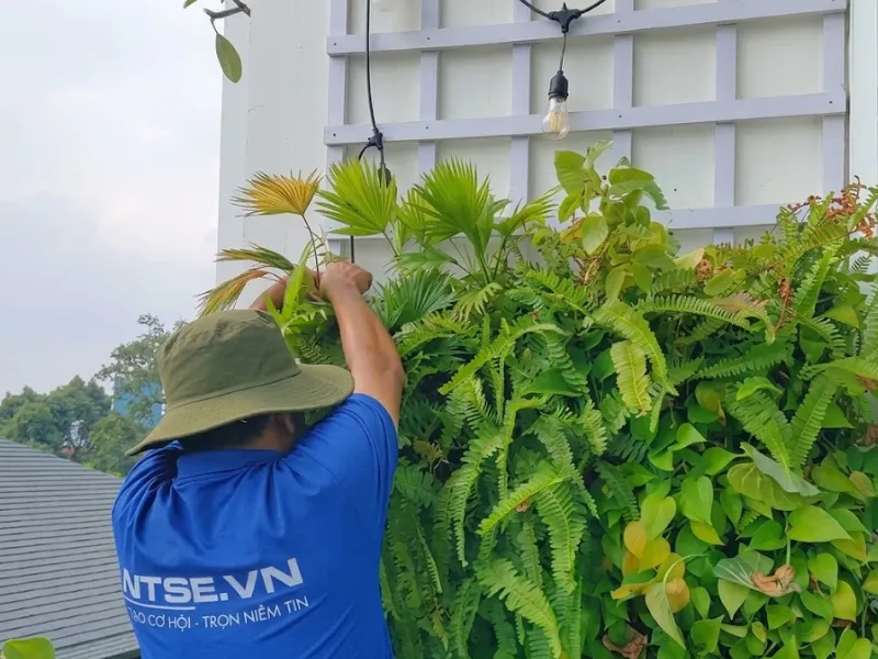Tata Garden - cung cấp dịch vụ chăm sóc và bảo dưỡng cây xanh trọn gói tại TP. HCM