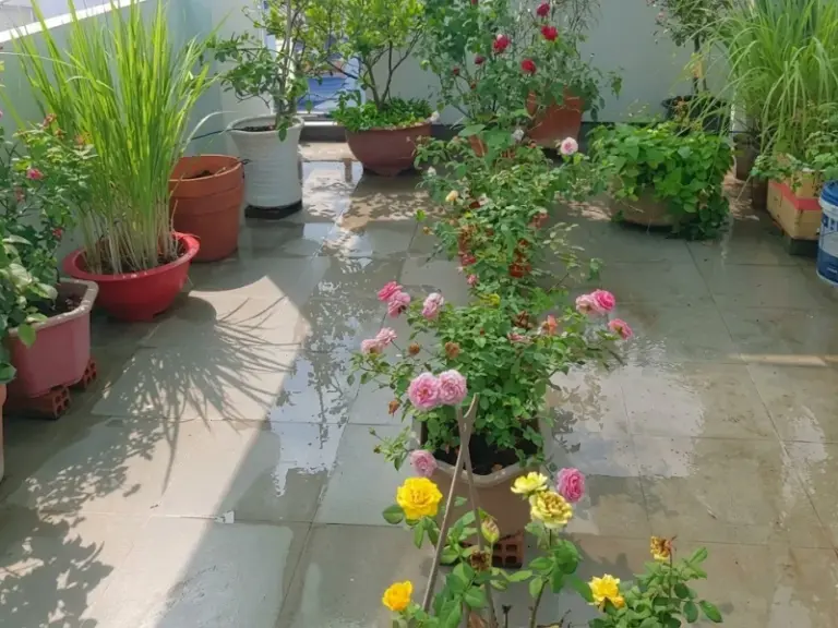 Thi công hệ thống tưới cây tự động ban công kết hợp cuộn tưới tay tại Quận Tân Phú, TP. Hồ Chí Minh