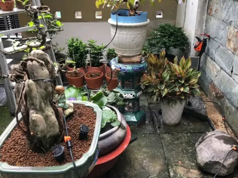 Lắp đặt hệ thống tưới nhỏ giọt cho vườn Bonsai nhà khách hàng tại Phú Nhuận, TP.HCM