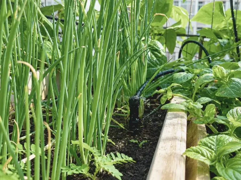 Thi công lắp đặt hệ thống tưới tự động cho ban công nhà phố quận 7