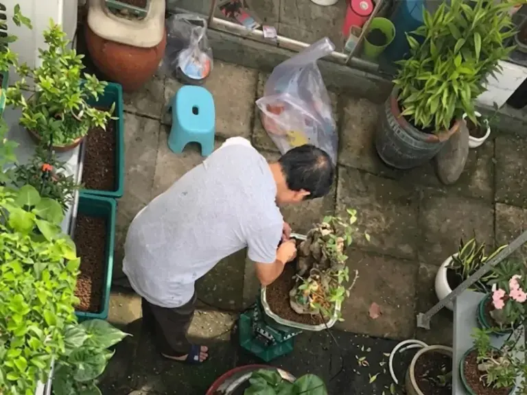 Lắp đặt hệ thống tưới nhỏ giọt cho vườn Bonsai nhà khách hàng tại Phú Nhuận, TP.HCM