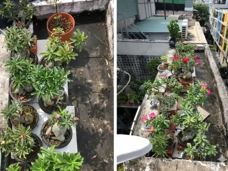 Lắp đặt hệ thống tưới nhỏ giọt cho vườn Bonsai nhà khách hàng tại Phú Nhuận, TP.HCM