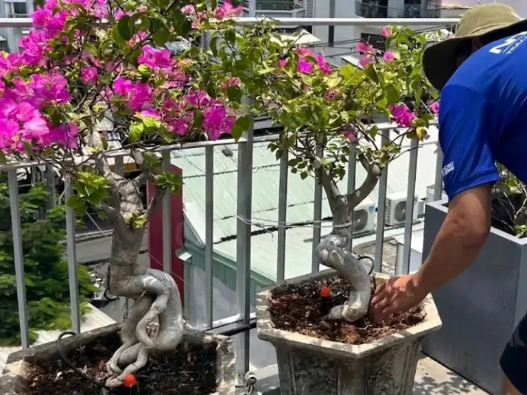 Thi công hệ thống tưới cây tự động sân thượng tại Bình Thạnh – Hồ Chí Minh