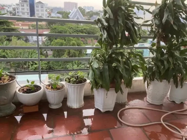 Thi công hệ thống tưới cây tự động nhỏ giọt Dĩ An, Bình Dương