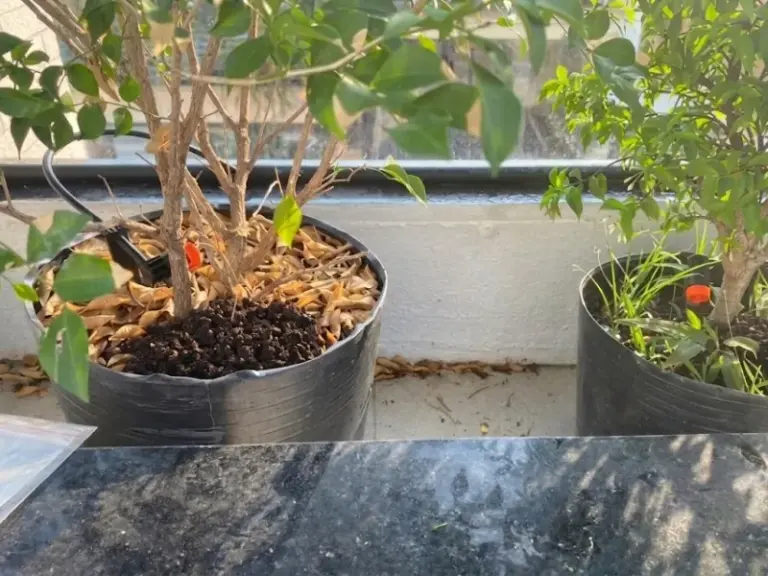 Thi công hệ thống tưới cây tự động tại nhà khách đường 3/2, Quận 10