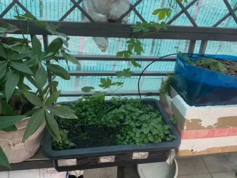 Thi công hệ thống tưới cây tự động nhỏ giọt Dĩ An, Bình Dương