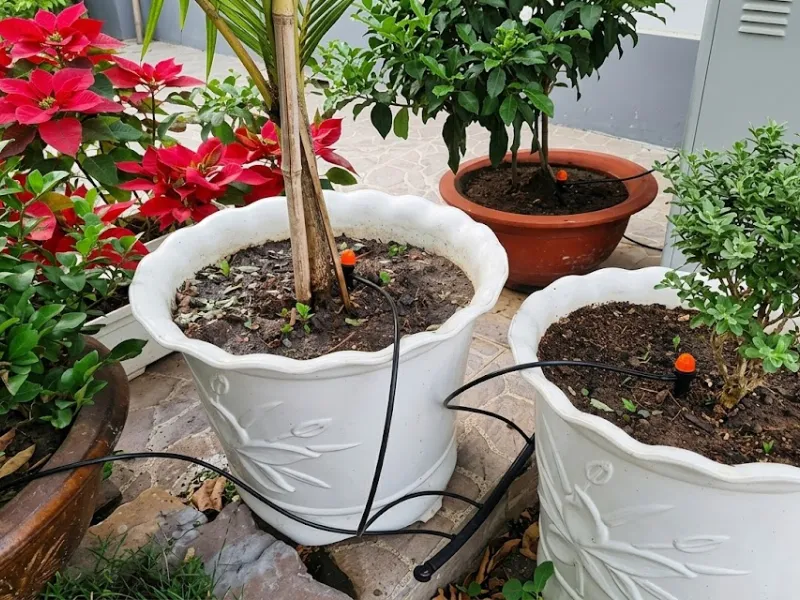 Thi công hệ thống tưới cây tự động nhà khách hàng tại KDC Tấn Trường, Quận 7