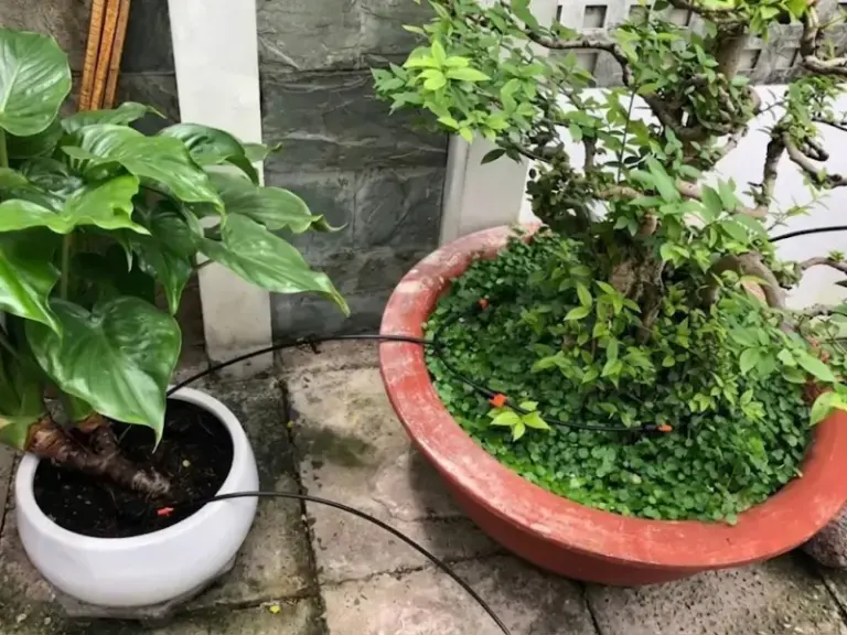 Lắp đặt hệ thống tưới nhỏ giọt cho vườn Bonsai nhà khách hàng tại Phú Nhuận, TP.HCM