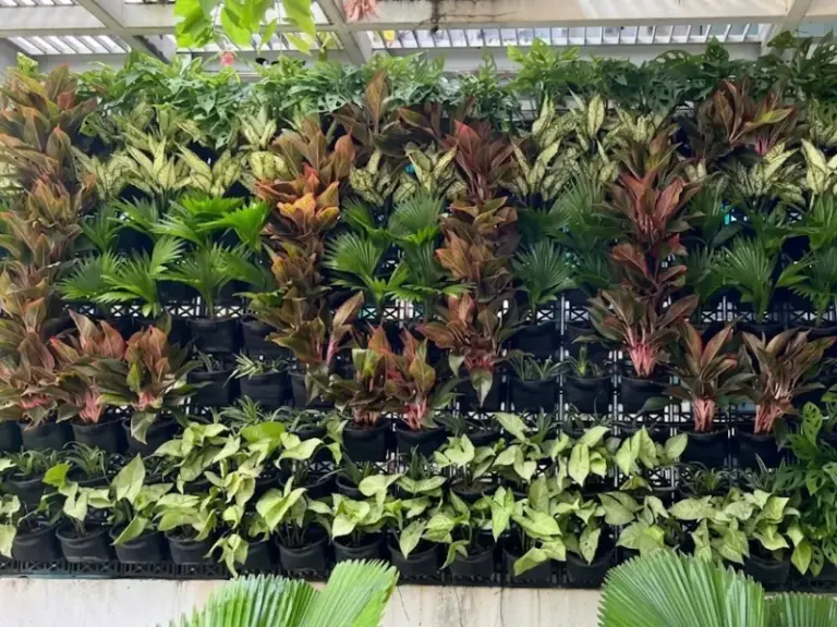 Lắp đặt hệ thống tưới tự động cho chậu cây vườn tường đứng tại Bình Chánh – Hồ Chí Minh