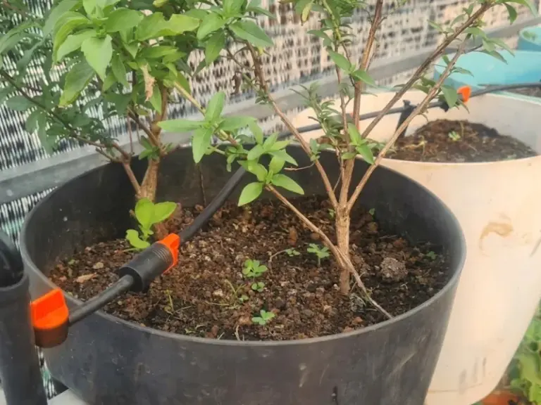 Lắp đặt hệ thống tưới nhỏ giọt cho vườn rau sân thượng nhà phố KDC Gia Hòa, Quận 9