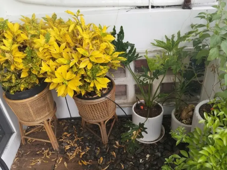 Cải tạo hệ thống tưới cho nhà khách tại Phạm Văn Hai, Tân Bình