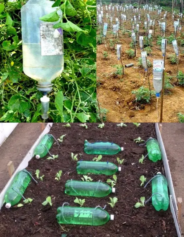 Tự chế hệ thống tưới bằng bình nước và dây truyền y tế
