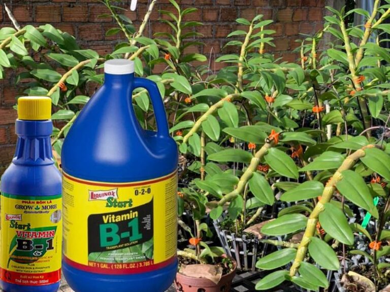 Cách pha B1 tưới cây chuẩn kỹ thuật giúp cây bật mầm, ra rễ mạnh