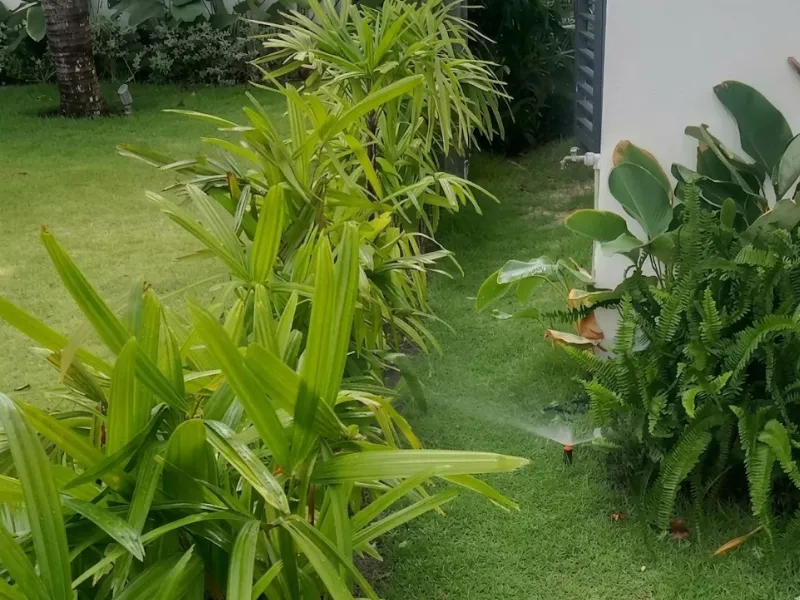 Các công việc cần làm khi chăm sóc và bảo dưỡng cây xanh