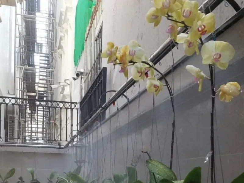 Tưới phun sương làm mát giàn hoa lan