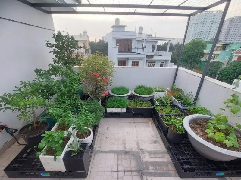 Tưới phun mưa cho vườn rau sạch sân thượng