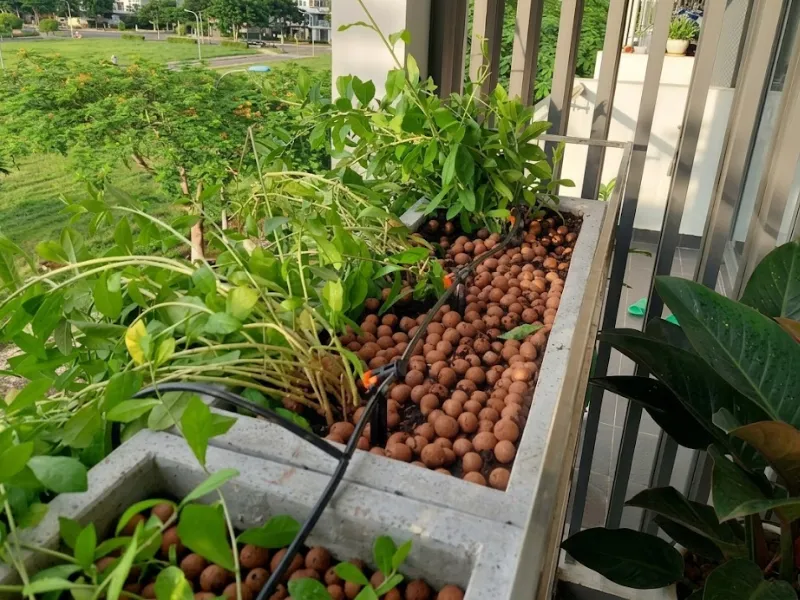 Nhu cầu sử dụng dịch vụ chăm sóc, bảo dưỡng cây xanh ngày càng nhiều