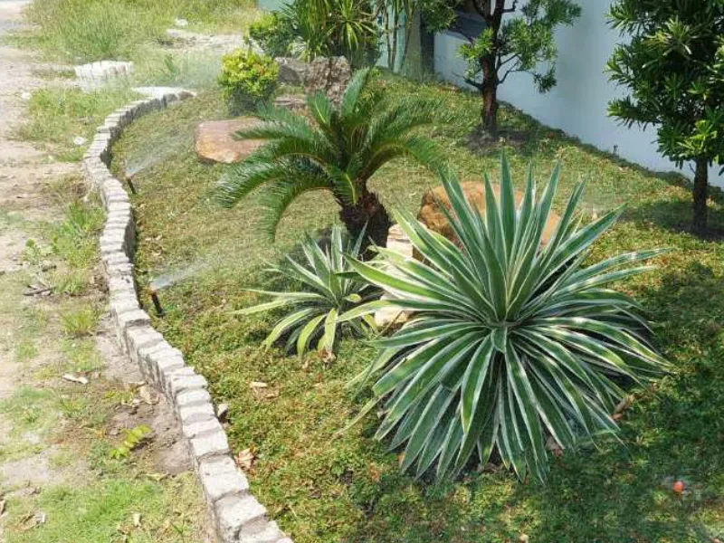 Quy trình chăm sóc cây xanh 6 bước