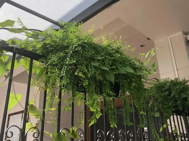 Quy trình cơ bản để triển khai dịch vụ chăm sóc cây xanh TP. HCM