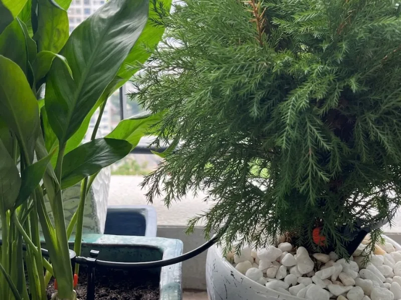 Hệ thống tưới nhỏ giọt giấu ống cho ban công
