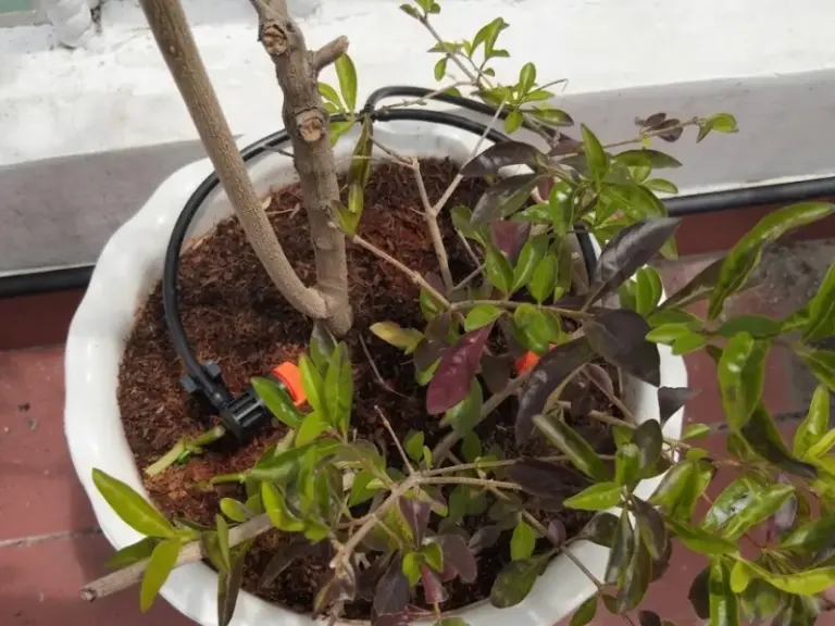 Dự án thi công thiết kế tưới cho ban công nhà phố Tân Định Quận 1