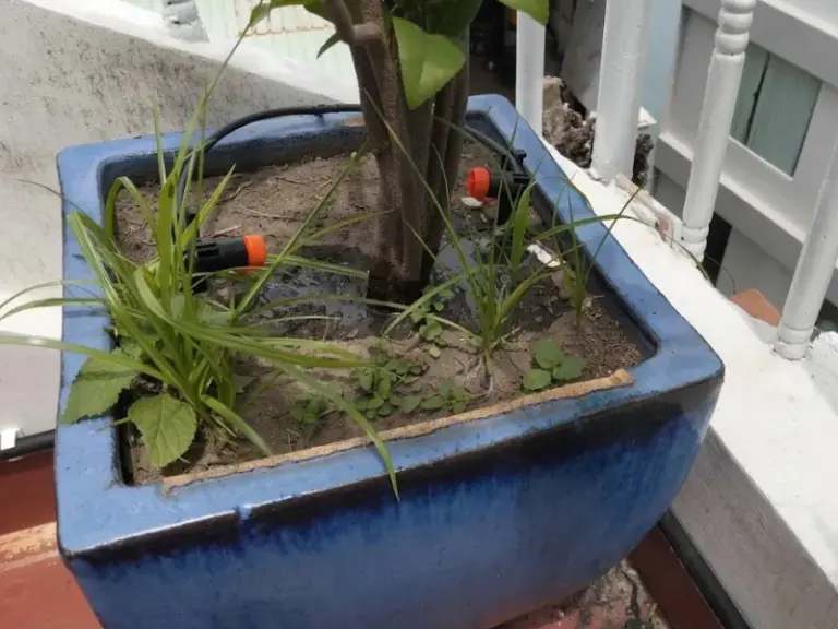 Dự án thi công thiết kế tưới cho ban công nhà phố Tân Định Quận 1