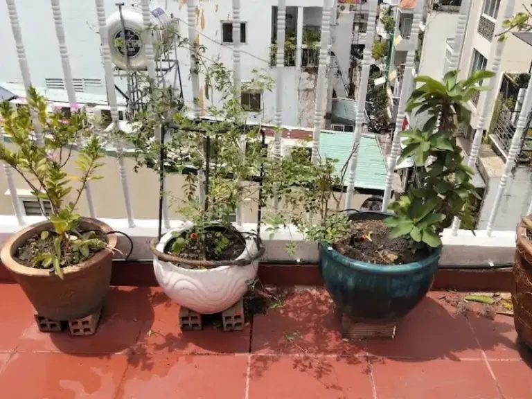 Dự án thi công thiết kế tưới cho ban công nhà phố Tân Định Quận 1