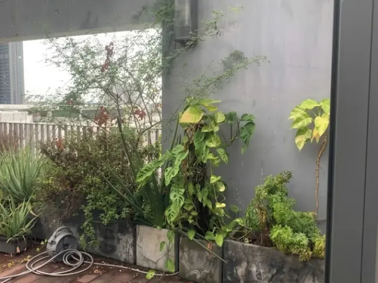 Bảo trì hệ thống tưới sau 1 năm hoạt động ổn định tại chung cư Star Hill quận 7