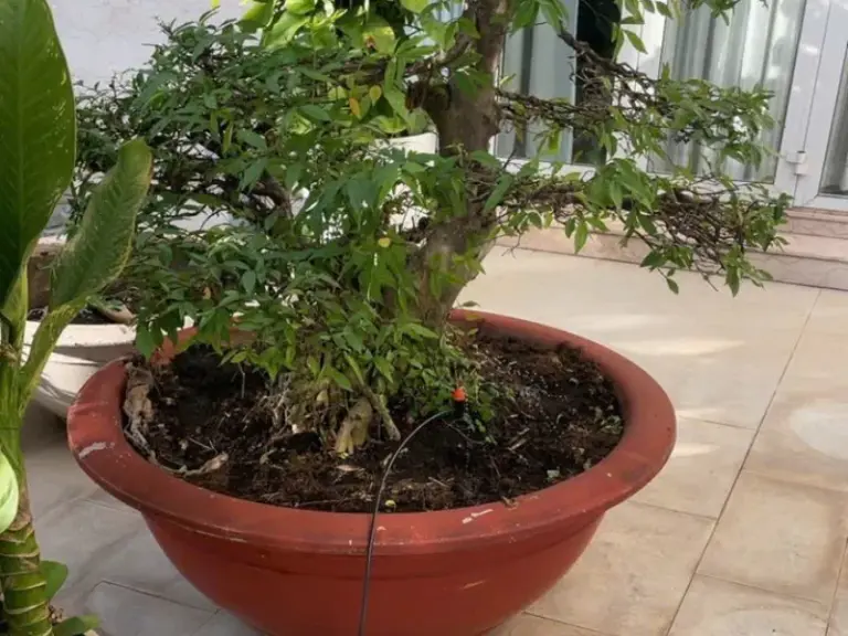 Thi công hệ thống tưới cho khách hàng tại quận 2 TP HCM